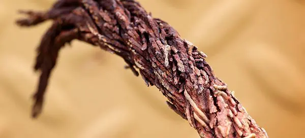 A frayed strand of wire rope.