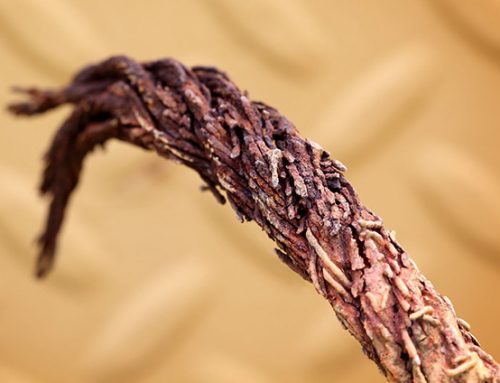 In 2026 – and EVERY Year, It’s Safety First